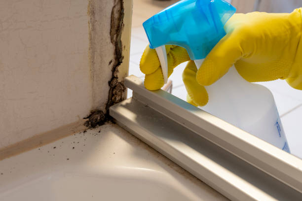 Why You Should Choose Our Mold Remediation Services in Earlimart, CA